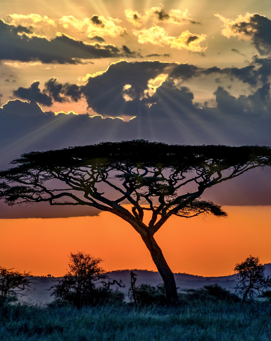 Africa & the Middle East