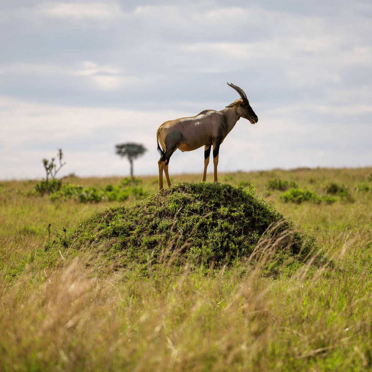 Alaska Northern Lights