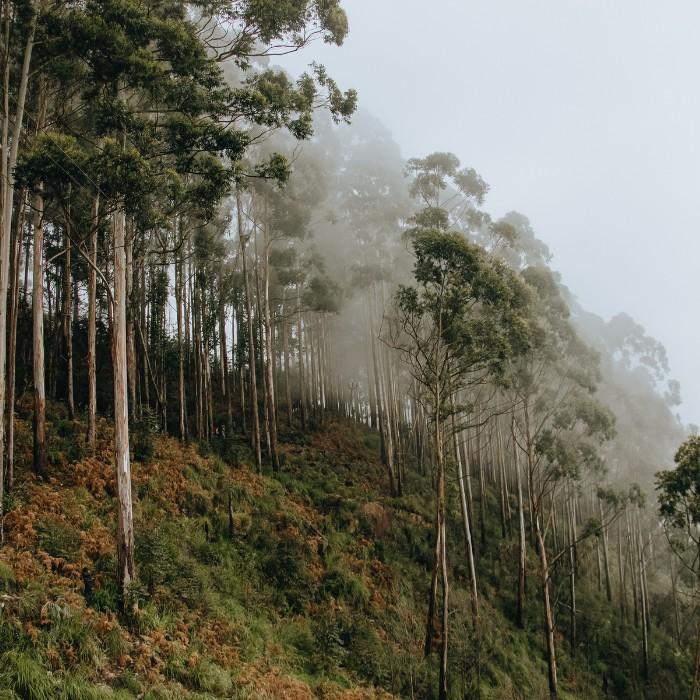 Nottingham and Sherwood Forest