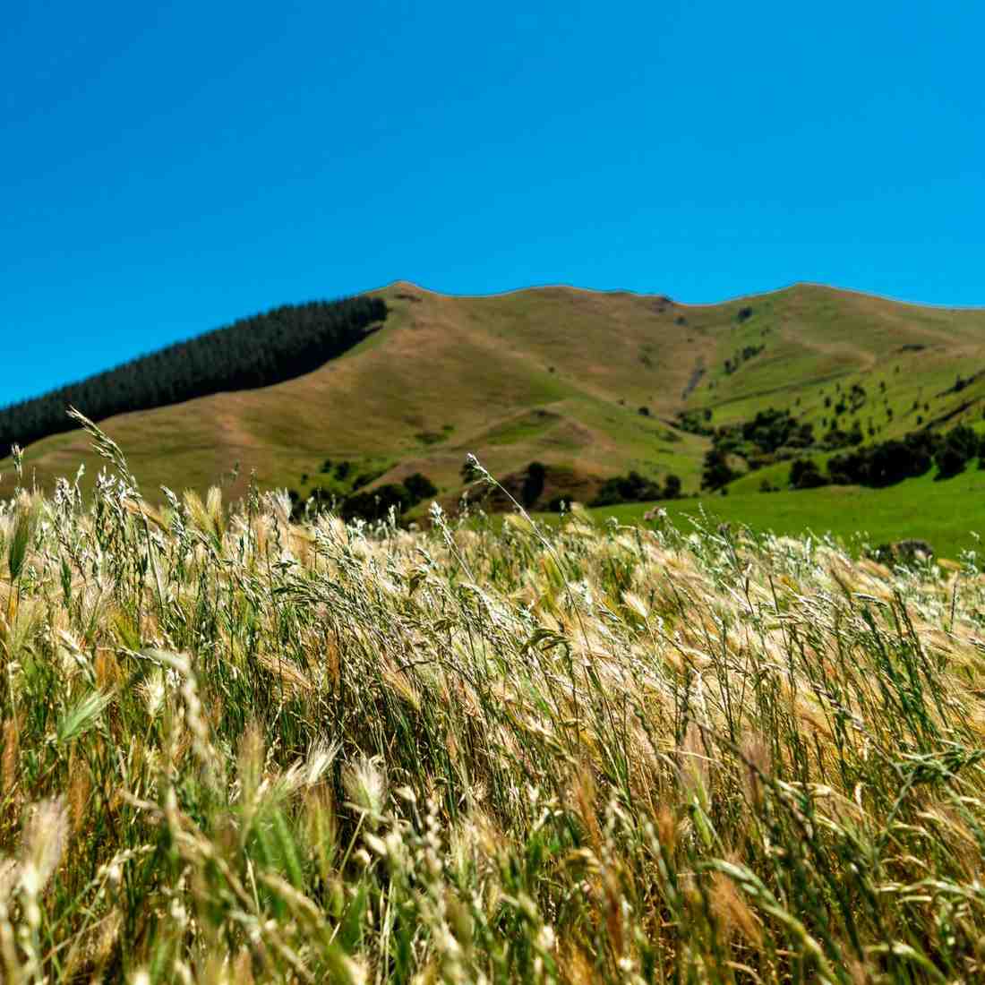 Exploring Auckland’s Highlights