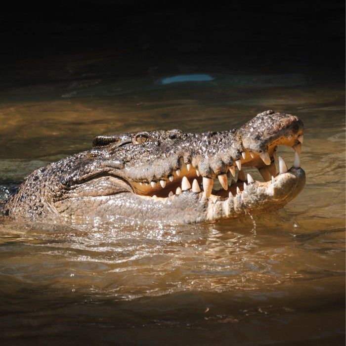 Tropical Cairns & Crocodiles