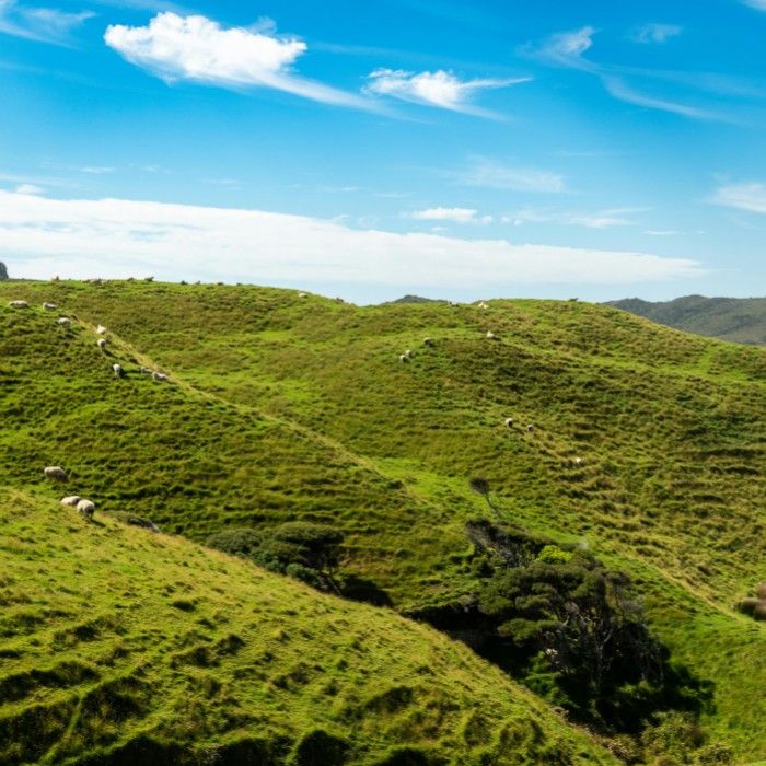 Kiwi Farm Life & Farewell Dinner