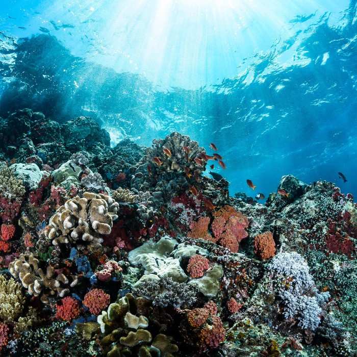 A Natural Wonder: The Great Barrier Reef