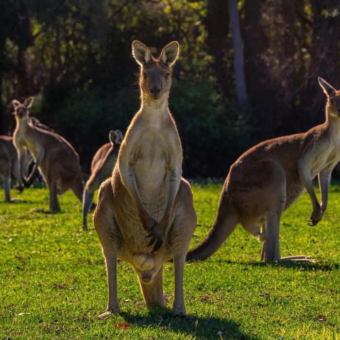 Kangaroo Island's Wonders and Wildlife