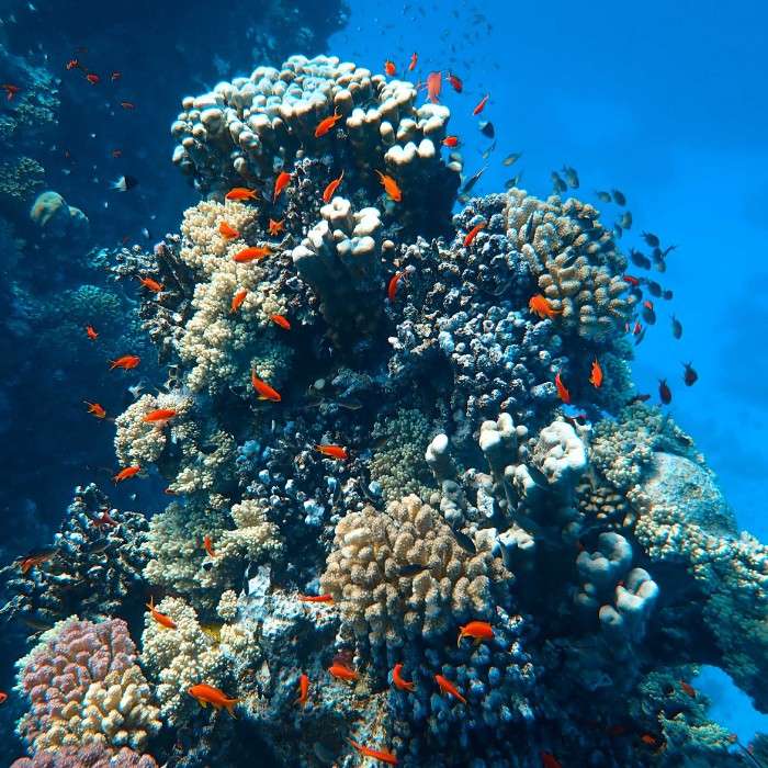 Great Barrier Reef, a Natural Wonder