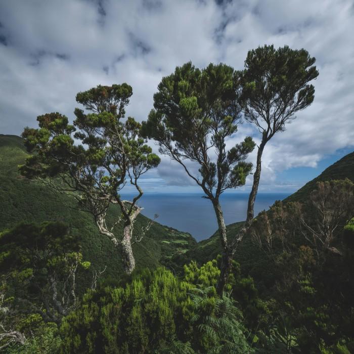 Punakaiki, Coastal Forest